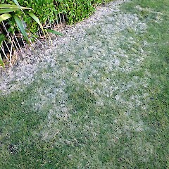 New Plymouth. Jun 2012.<br>Photographer: Colin C. Ogle, Licence: <a target='_blank' href='https://creativecommons.org/licenses/by-nc/4.0'>CC BY-NC</a>. <a class='member-message' href='/nzpcn/why-join-nzpcn/' target='_blank'>Members can view a larger version of this image.</a>