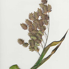 Chasmanthium latifolium
