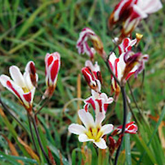 In dunes, Koitiata Domain (nr Wanganui). Sep 2007.<br>Photographer: Colin C. Ogle, Licence: <a target='_blank' href='https://creativecommons.org/licenses/by-nc/4.0'>CC BY-NC</a>.