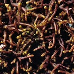 Acromastigum brachyphyllum