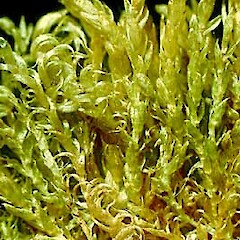 Calliergidium austro-stramineum