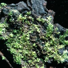 Cololejeunea falcidentata