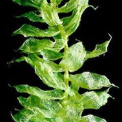 Cyclodictyon blumeanum.<br>Photographer: Bill Malcolm, Licence: All rights reserved.