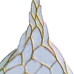 Cyclodictyon blumeanum.<br>Photographer: Bill Malcolm, Licence: All rights reserved.