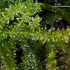 Raoul Island. May 2009, from a specimen collected by Peter de Lange.<br>Photographer: Jeremy R. Rolfe, Licence: <a target='_blank' href='https://creativecommons.org/licenses/by/4.0'>CC BY</a>.