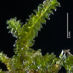 Raoul Island, May 2009, from a specimen collected by Peter de Lange.<br>Photographer: Jeremy R. Rolfe, Licence: <a target='_blank' href='https://creativecommons.org/licenses/by/4.0'>CC BY</a>.