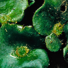 Dumortiera hirsuta.<br>Photographer: John E. Braggins, Licence: All rights reserved.