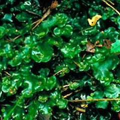 Dumortiera hirsuta.<br>Photographer: John E. Braggins, Licence: All rights reserved.
