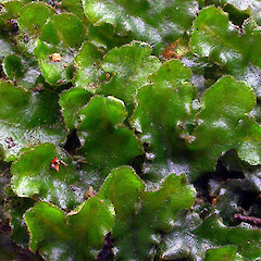 Dumortiera hirsuta.<br>Photographer: Peter J de Lange, Licence: <a target='_blank' href='https://creativecommons.org/licenses/by-nc/4.0'>CC BY-NC</a>. <a class='member-message' href='/nzpcn/why-join-nzpcn/' target='_blank'>Members can view a larger version of this image.</a>