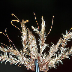 Mayor Island (Tuhua). Jan 2012, from a specimen collected by Peter de Lange.<br>Photographer: Jeremy R. Rolfe, Licence: <a target='_blank' href='https://creativecommons.org/licenses/by/4.0'>CC BY</a>. <a class='member-message' href='/nzpcn/why-join-nzpcn/' target='_blank'>Members can view a larger version of this image.</a>