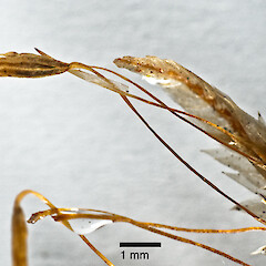 Sporophyte. Mayor Island (Tuhua). Jan 2012, from a specimen collected by Peter de Lange.<br>Photographer: Jeremy R. Rolfe, Licence: <a target='_blank' href='https://creativecommons.org/licenses/by/4.0'>CC BY</a>. <a class='member-message' href='/nzpcn/why-join-nzpcn/' target='_blank'>Members can view a larger version of this image.</a>
