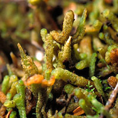 Leiomitra julacea.<br>Photographer: John E. Braggins, Licence: All rights reserved.