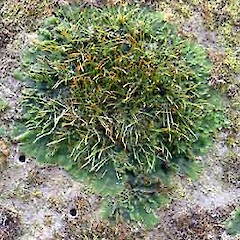 Paraphymatoceros hirticalyx