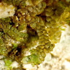 Frullania wairua.<br>Photographer: John E. Braggins, Licence: All rights reserved.