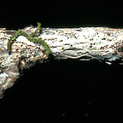 Frullania wairua on Bartletts Rata twig.<br>Photographer: John E. Braggins, Licence: All rights reserved.