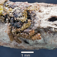 Frullania wairua