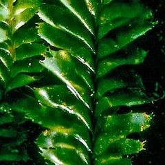 Portion of upper branch showing leaves and stem, Raoul Island, Ravine 8 ex PdL K244 (AK).<br>Photographer: John E. Braggins, Licence: All rights reserved.