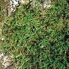 Brevianthus flavus