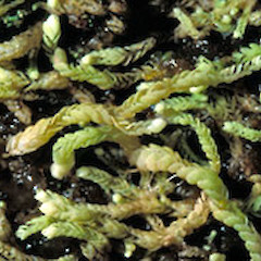 Brevianthus flavus.<br>Photographer: Jeremy R. Rolfe, Licence: <a target='_blank' href='https://creativecommons.org/licenses/by/4.0'>CC BY</a>.