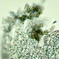 Chaetophyllopsis whiteleggei.<br>Photographer: John E. Braggins, Licence: All rights reserved.