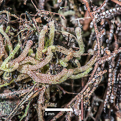 Chaetophyllopsis whiteleggei