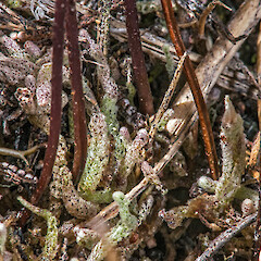 Mount Ruapehu amongst Gleichinia alpina.<br>Photographer: Jeremy R. Rolfe, Date taken: 25/11/2013, Licence: <a target='_blank' href='https://creativecommons.org/licenses/by/4.0'>CC BY</a>. <a class='member-message' href='/nzpcn/why-join-nzpcn/' target='_blank'>Members can view a larger version of this image.</a>