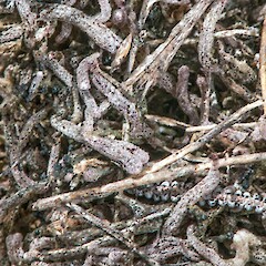Mount ruapehu, amongst litter under Gleichenia alpina, dry.<br>Photographer: Jeremy R. Rolfe, Date taken: 25/11/2013, Licence: <a target='_blank' href='https://creativecommons.org/licenses/by/4.0'>CC BY</a>. <a class='member-message' href='/nzpcn/why-join-nzpcn/' target='_blank'>Members can view a larger version of this image.</a>