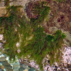 Fissidens berteroi
