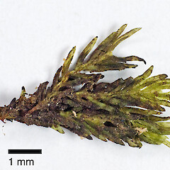 Photographed dry. Waitakere Range, (specimen collected by Jessica Beever).<br>Photographer: Jeremy R. Rolfe, Licence: <a target='_blank' href='https://creativecommons.org/licenses/by/4.0'>CC BY</a>. <a class='member-message' href='/nzpcn/why-join-nzpcn/' target='_blank'>Members can view a larger version of this image.</a>