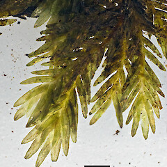 Waitakere Range (specimen collected by Jessica Beever).<br>Photographer: Jeremy R. Rolfe, Licence: <a target='_blank' href='https://creativecommons.org/licenses/by/4.0'>CC BY</a>. <a class='member-message' href='/nzpcn/why-join-nzpcn/' target='_blank'>Members can view a larger version of this image.</a>