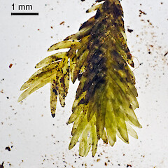 Fissidens integerrimus