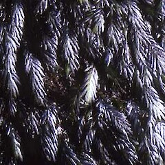 Fissidens strictus
