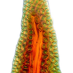 Fissidens strictus.<br>Photographer: Bill Malcolm, Licence: All rights reserved.