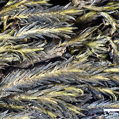 Photographed dry. Waitakere Range, (specimen collected by Jessica Beever).<br>Photographer: Jeremy R. Rolfe, Licence: <a target='_blank' href='https://creativecommons.org/licenses/by/4.0'>CC BY</a>. <a class='member-message' href='/nzpcn/why-join-nzpcn/' target='_blank'>Members can view a larger version of this image.</a>