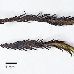 Photographed dry. Waitakere Range (specimen collected by Jessica Beever).<br>Photographer: Jeremy R. Rolfe, Licence: <a target='_blank' href='https://creativecommons.org/licenses/by/4.0'>CC BY</a>. <a class='member-message' href='/nzpcn/why-join-nzpcn/' target='_blank'>Members can view a larger version of this image.</a>