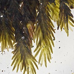 Waitakere Range (specimen collected by Jessica Beever).<br>Photographer: Jeremy R. Rolfe, Licence: <a target='_blank' href='https://creativecommons.org/licenses/by/4.0'>CC BY</a>. <a class='member-message' href='/nzpcn/why-join-nzpcn/' target='_blank'>Members can view a larger version of this image.</a>