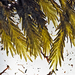Waitakere Range (specimen collected by Jessica Beever).<br>Photographer: Jeremy R. Rolfe, Licence: <a target='_blank' href='https://creativecommons.org/licenses/by/4.0'>CC BY</a>. <a class='member-message' href='/nzpcn/why-join-nzpcn/' target='_blank'>Members can view a larger version of this image.</a>