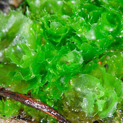Goebelobryum unguiculatum s.s. - note open habit, spreading leaves and prominent ciliate margins, Waikumete. Jul 2007.<br>Photographer: Jeremy R. Rolfe, Licence: <a target='_blank' href='https://creativecommons.org/licenses/by/4.0'>CC BY</a>.