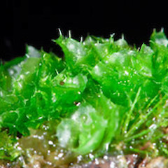 Goebelobryum unguiculatum s.s. - note open habit, spreading leaves and prominent ciliate margins, Waikumete. Jul 2007.<br>Photographer: Jeremy R. Rolfe, Licence: <a target='_blank' href='https://creativecommons.org/licenses/by/4.0'>CC BY</a>.
