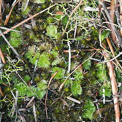 Te Paki. Sep 2011.<br>Photographer: Jeremy R. Rolfe, Licence: <a target='_blank' href='https://creativecommons.org/licenses/by/4.0'>CC BY</a>. <a class='member-message' href='/nzpcn/why-join-nzpcn/' target='_blank'>Members can view a larger version of this image.</a>