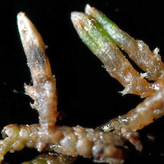 Neogrollea notabilis.<br>Photographer: John E. Braggins, Licence: All rights reserved.