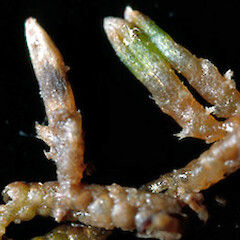 Neogrollea notabilis