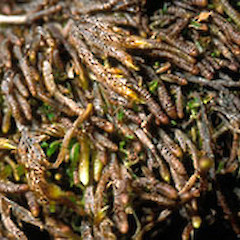 Neogrollea notabilis.<br>Photographer: John E. Braggins, Licence: All rights reserved.
