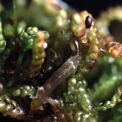 Neogrollea notabilis.<br>Photographer: John E. Braggins, Licence: All rights reserved.