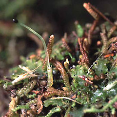 Neogrollea notabilis.<br>Photographer: John E. Braggins, Licence: All rights reserved.