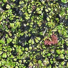 Otaki. Apr 2007. Pink = Azolla filiculoides.<br>Photographer: Robyn Smith, Licence: <a target='_blank' href='https://creativecommons.org/licenses/by-nc/4.0'>CC BY-NC</a>.