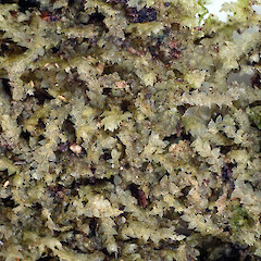 Lejeunea apiculata