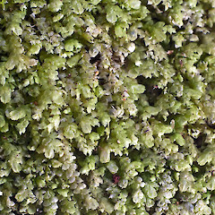 Te Paki, on Coprosma grandifolia. Sep 2011.<br>Photographer: Jeremy R. Rolfe, Licence: <a target='_blank' href='https://creativecommons.org/licenses/by/4.0'>CC BY</a>.