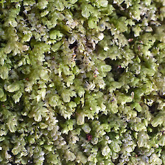Te Paki, on Coprosma grandifolia. Sep 2011.<br>Photographer: Jeremy R. Rolfe, Licence: <a target='_blank' href='https://creativecommons.org/licenses/by/4.0'>CC BY</a>. <a class='member-message' href='/nzpcn/why-join-nzpcn/' target='_blank'>Members can view a larger version of this image.</a>