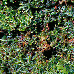 Waipoua.<br>Photographer: John E. Braggins, Licence: All rights reserved.